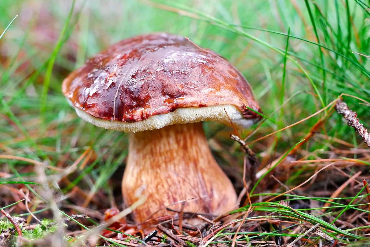 Pilz-Saison in Sachsen