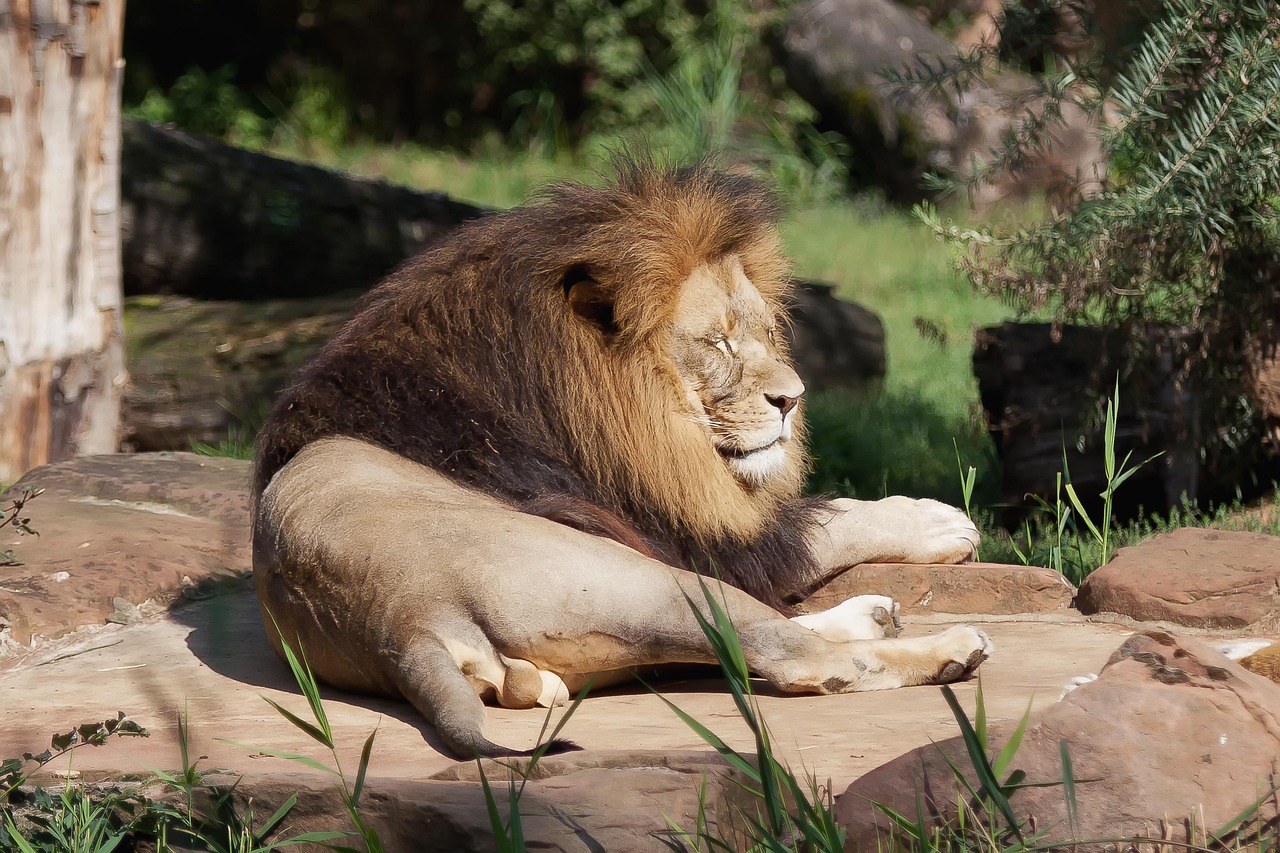 Überblick zu Zoos und Tierparks in ganz Sachsen